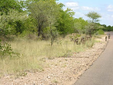 Straßenränder - Limpopo