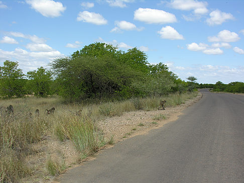 Straßenränder - Limpopo