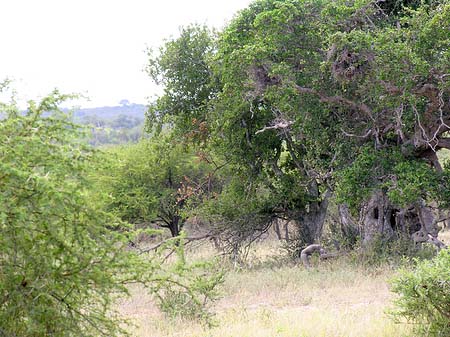 Landschaften - Mpumalanga