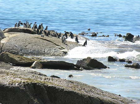 Pinguine am Strand - Westliches Kap